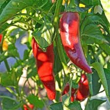 Basque vegetable heirloom seed mix for garden planting